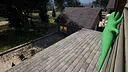 Lizard Simulator Screenshot 4