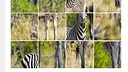 ZebraPuzzle.hgm Screenshot 3