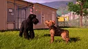 Animal Shelter 2 - Hunting Dogs Pack Screenshot 0