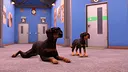 Animal Shelter 2 - Hunting Dogs Pack Screenshot 2