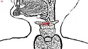 Let's Find Cats Inside the Human Body Screenshot 3