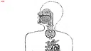 Let's Find Cats Inside the Human Body Screenshot 5
