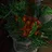 Greengrocer