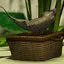 Fisherman icon