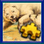 Polar Bears icon