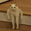 cat icon