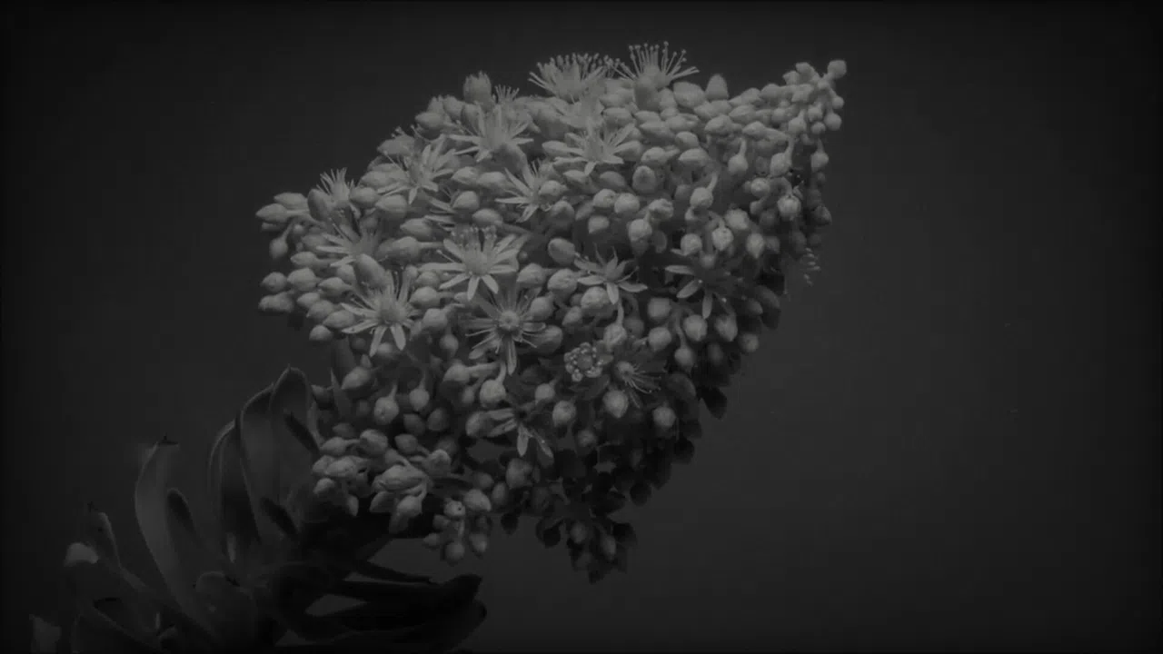 Divinuet Screenshot 4