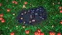 Ants Times Infinity Screenshot 6