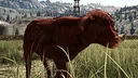 Ranch Simulator: Highland Cows Pack - Build, Farm, Hunt Screenshot 1