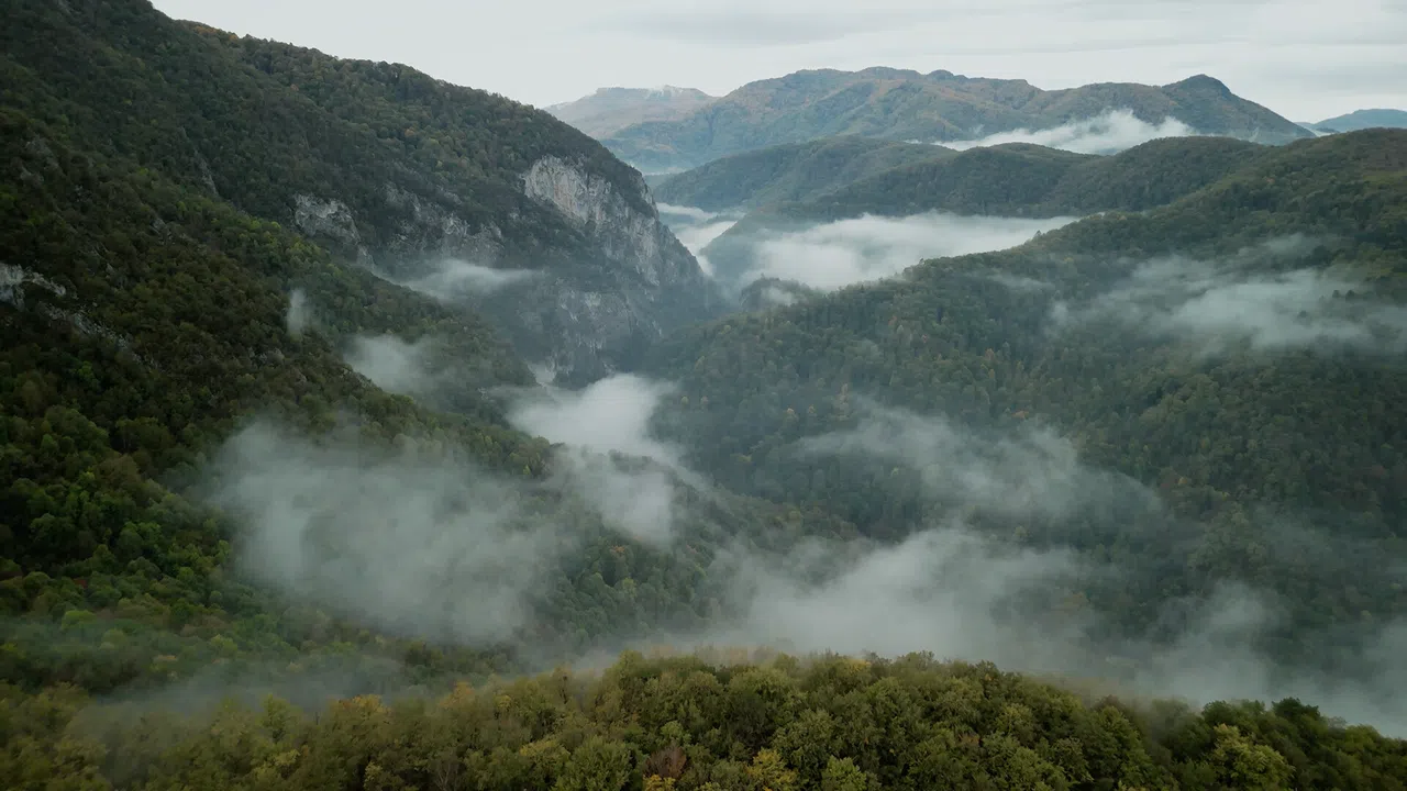 Wordless Forest Screenshot 3