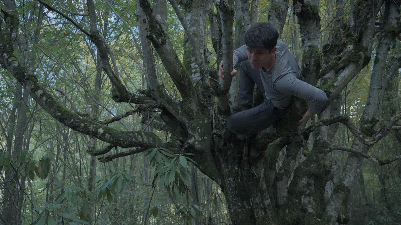 Wordless Forest Screenshot 5