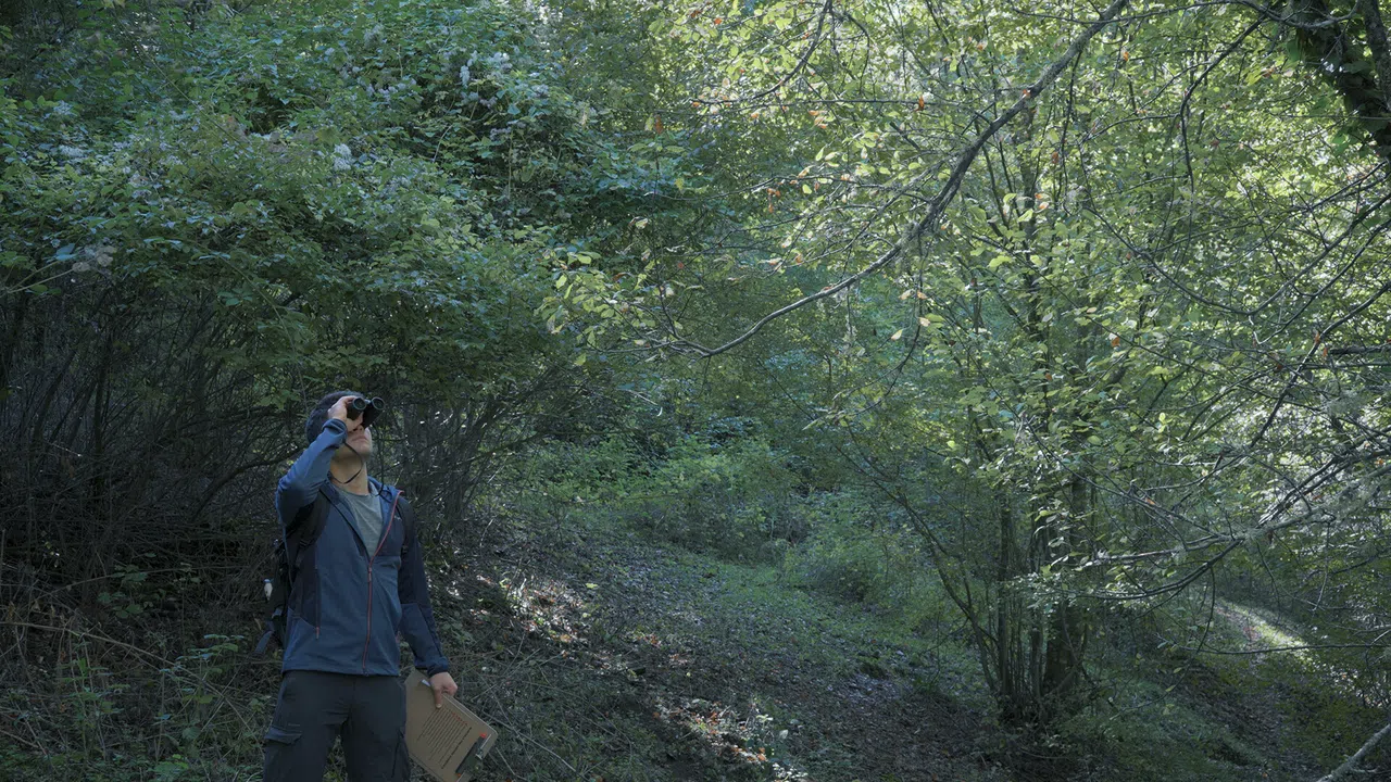 Wordless Forest Screenshot 8