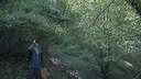 Wordless Forest Screenshot 8