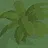 Grow a Tree