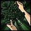 Grape Picking icon