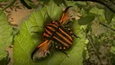 Insect Worlds Demo Screenshot 9