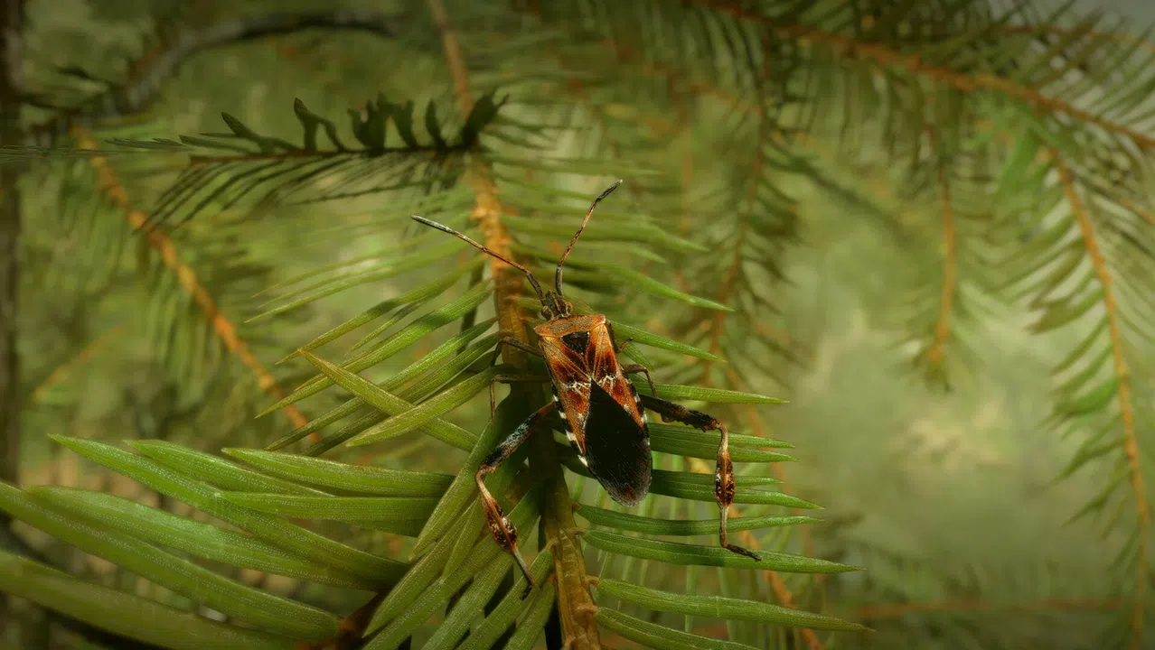 Insect Worlds Demo Screenshot 4