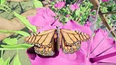 Butterfly Skins - Drunk On Nectar Screenshot 14