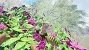 Butterfly Skins - Drunk On Nectar Screenshot 6