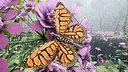 Butterfly Skins - Drunk On Nectar Screenshot 3