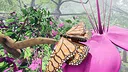 Butterfly Skins - Drunk On Nectar Screenshot 12