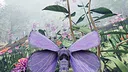 Butterfly Skins - Drunk On Nectar Screenshot 13