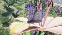 Butterfly Skins - Drunk On Nectar Screenshot 15