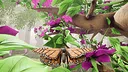Butterfly Skins - Drunk On Nectar Screenshot 8