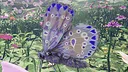 Butterfly Skins - Drunk On Nectar Screenshot 1