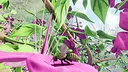 Butterfly Skins - Drunk On Nectar Screenshot 2