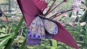 Butterfly Skins - Drunk On Nectar Screenshot 5