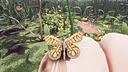 Butterfly Skins - Drunk On Nectar Screenshot 7
