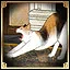 A Sweet Nap icon