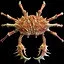 King Crustacean icon