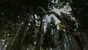 Shinrin-yoku: Forest Meditation and Relaxation Screenshot 4
