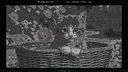 100 Hidden ASCII Cats Screenshot 1