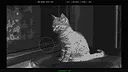 100 Hidden ASCII Cats Screenshot 6