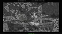100 Hidden ASCII Cats Screenshot 0