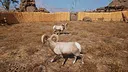 Ram Fights Screenshot 12