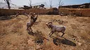 Ram Fights Screenshot 11