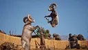 Ram Fights Screenshot 1