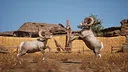 Ram Fights Screenshot 6