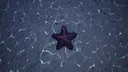 Starfish Simulator 👍 Screenshot 9