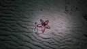Starfish Simulator 👍 Screenshot 11