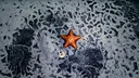 Starfish Simulator 👍 Screenshot 8