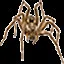 Kill 100 spiders icon