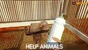 Safari Park Ranger Screenshot 1