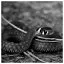 Snake 86 icon