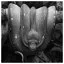 Snake 99 icon