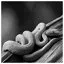 Snake 61 icon